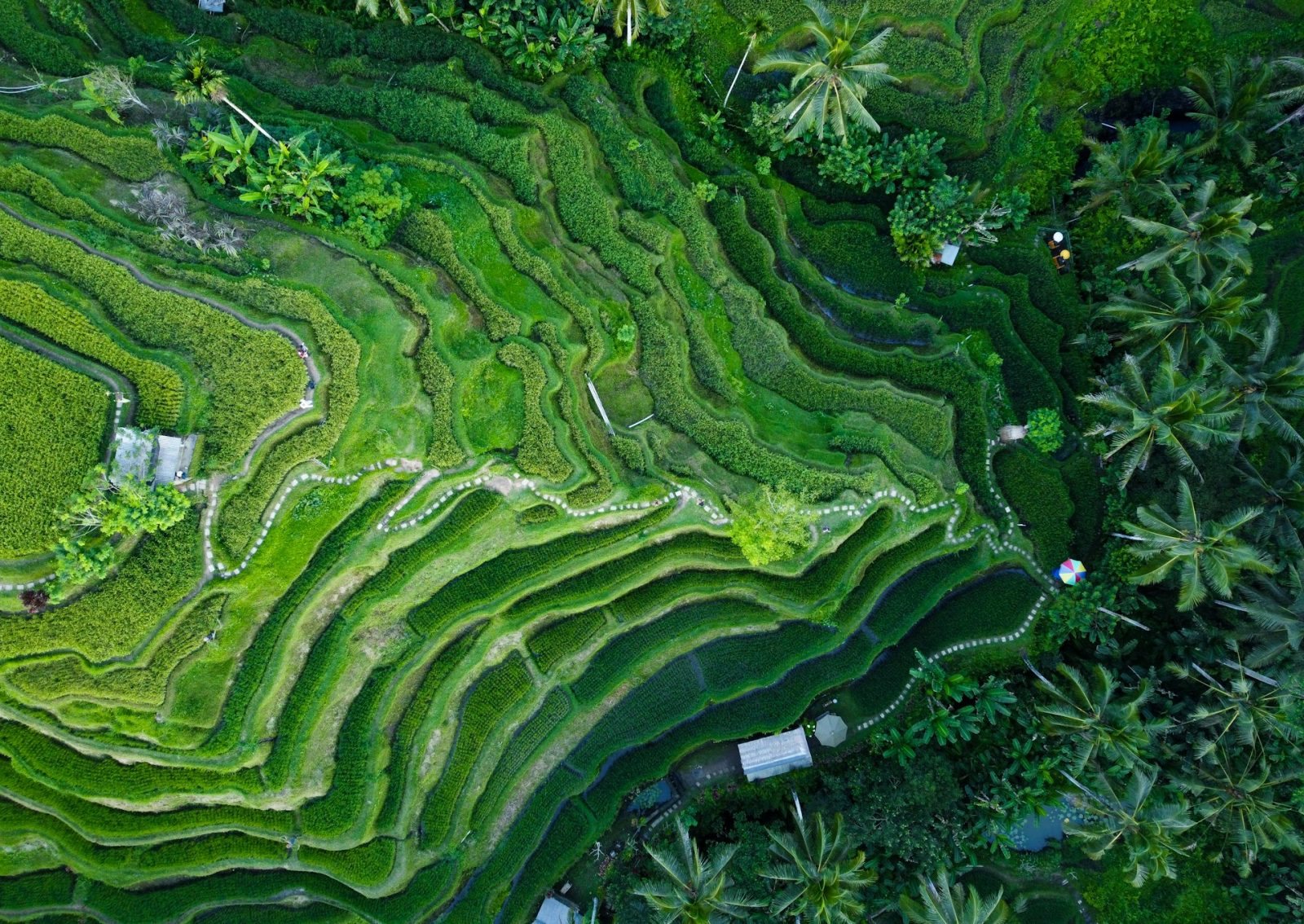 Bali