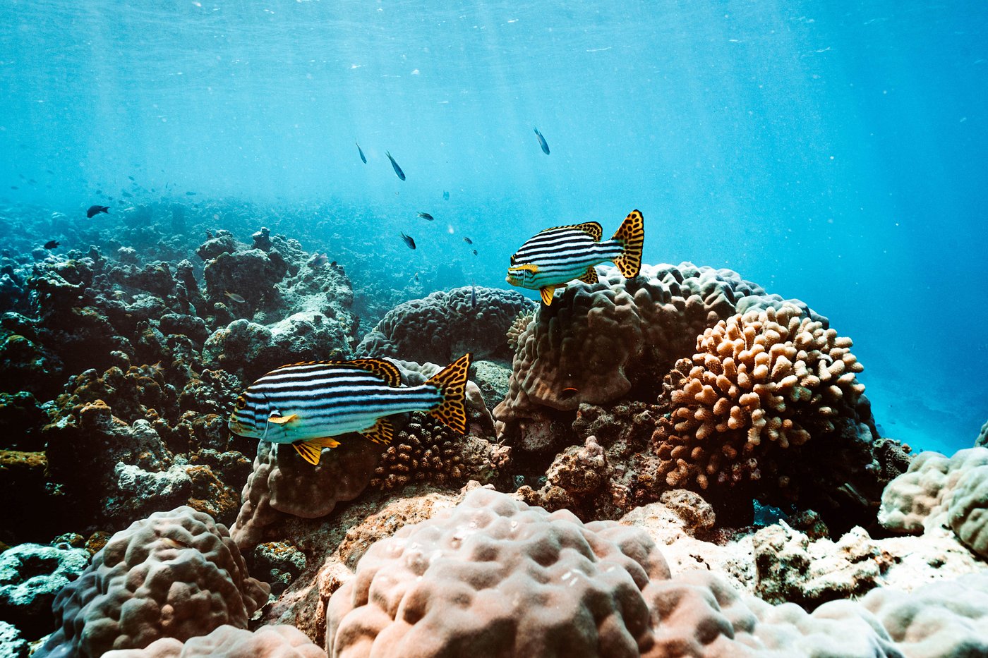 One&Only Reethi Rah
