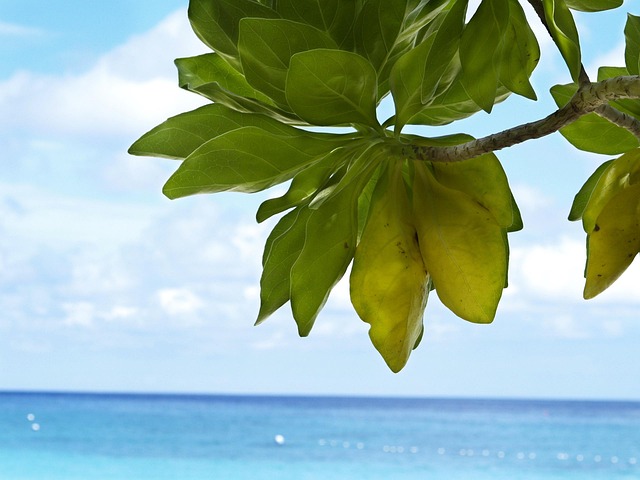 Phuket Plajı · Andaman Plajı