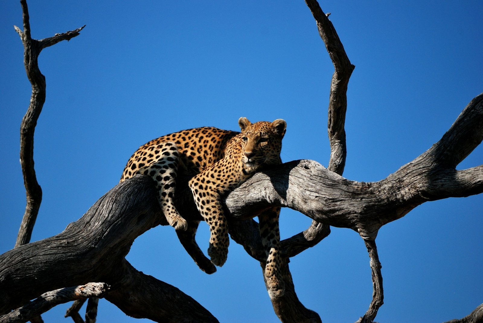 Safari
