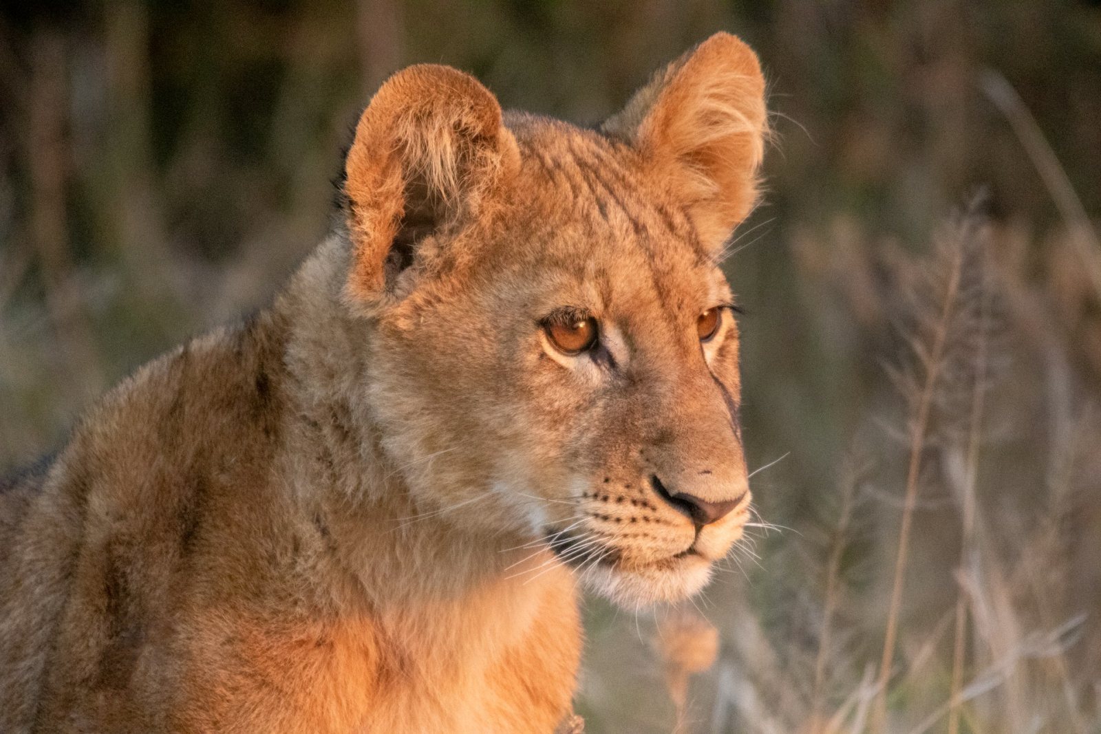 Safari