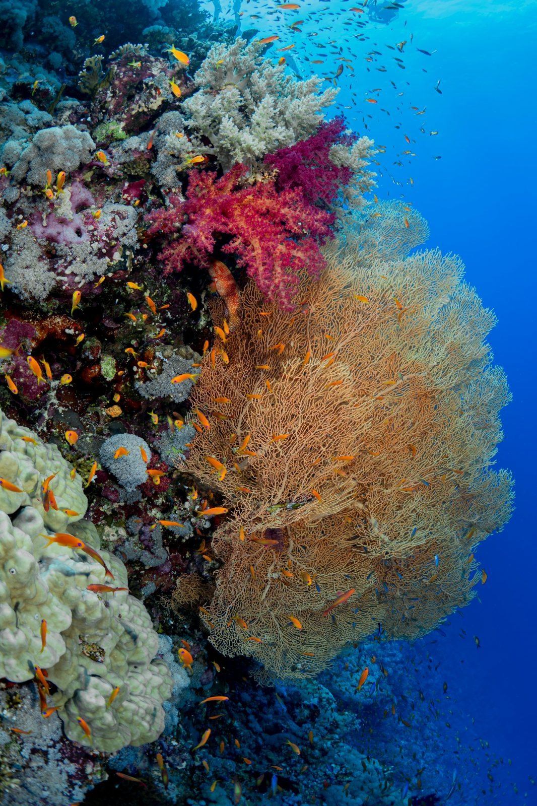 Sharm El Sheikh