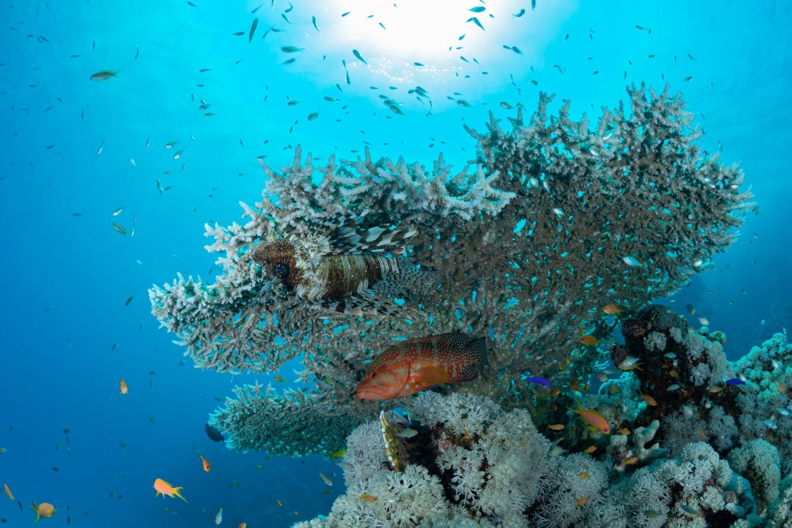 Sharm El Sheikh