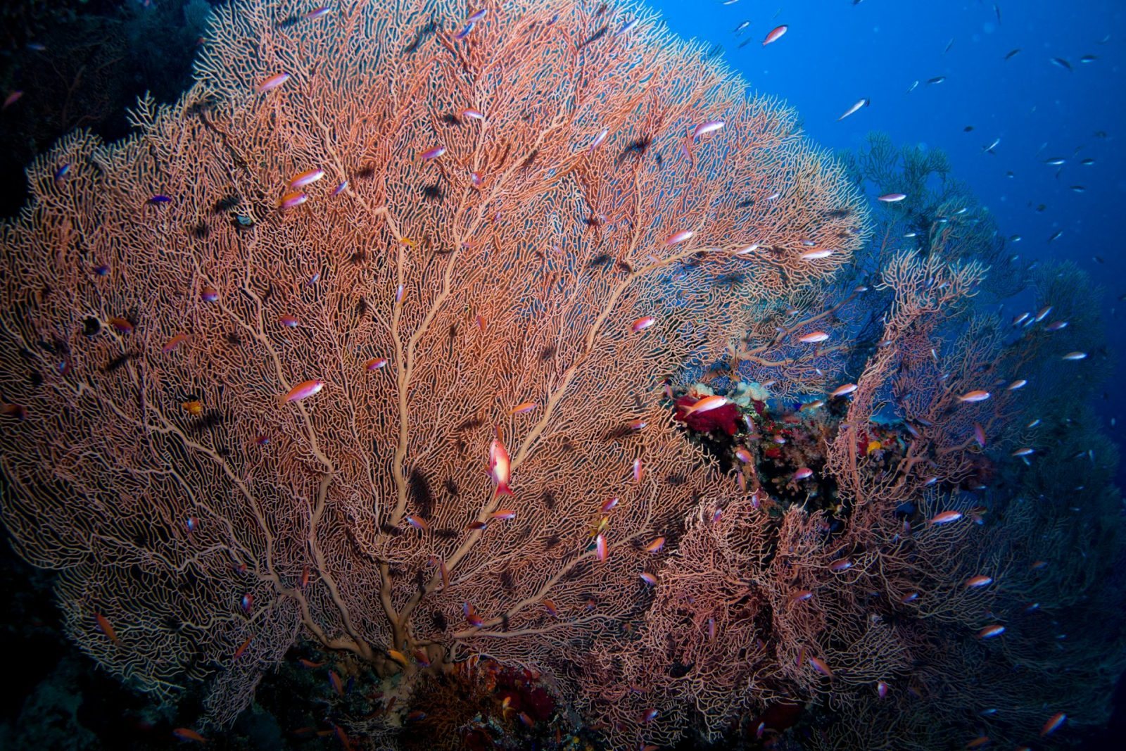 Sharm El Sheikh