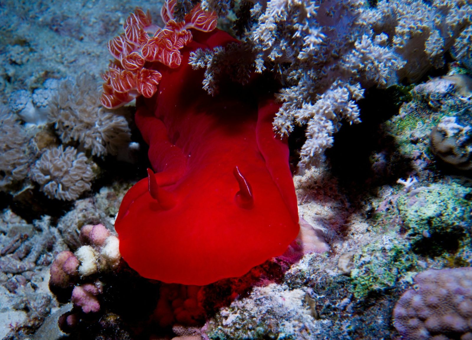 Sharm El Sheikh