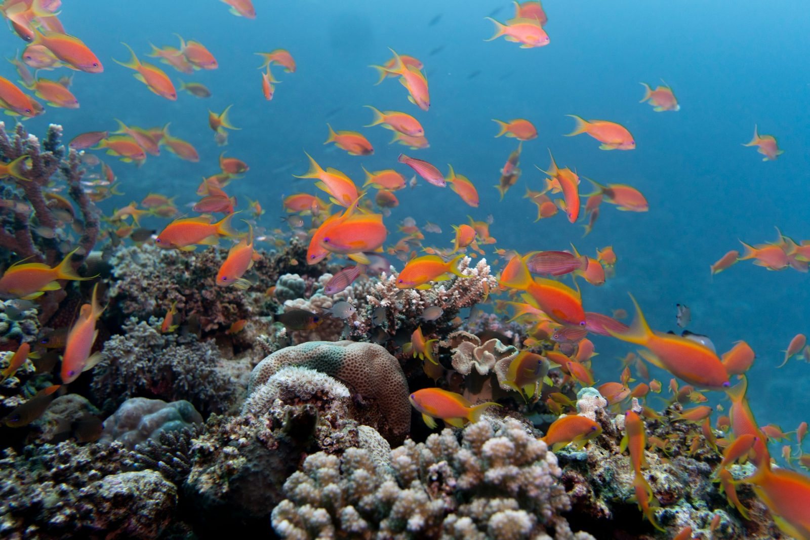 Sharm El Sheikh