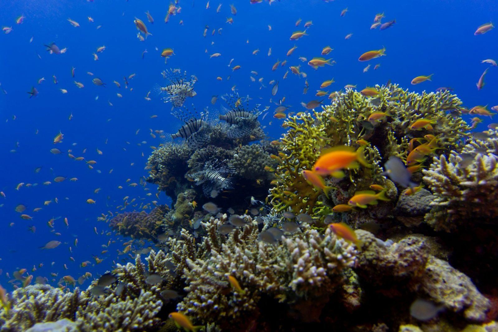 Sharm El Sheikh