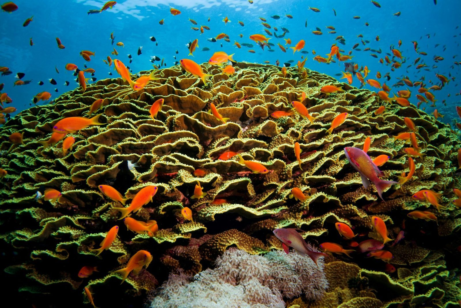 Sharm El Sheikh