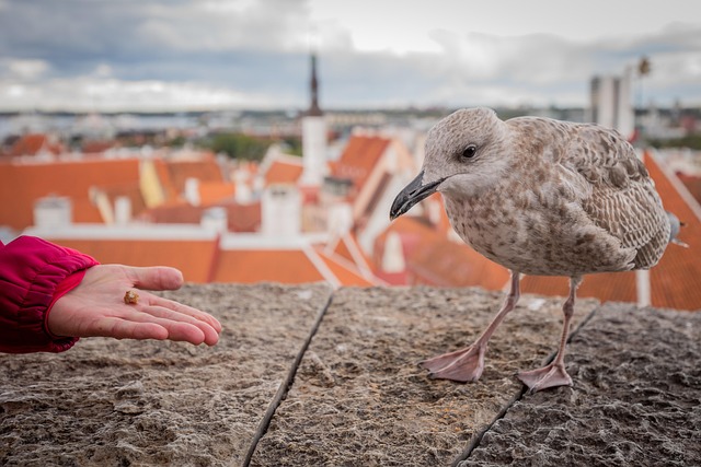 Tallinn