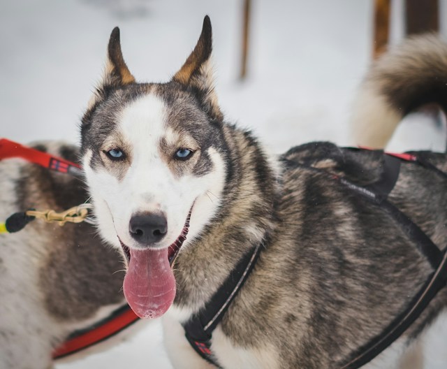 Lapland'ın Büyüsü & Kuzey Işıkları Turu Thy ile Sömestre 2027 Özel Santa Claus Express, Buzkıran Gemisi ve Kutup Safarileri Dahil 4 Gece 5 Gün - fotoğraf 10