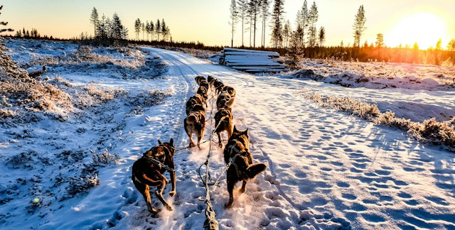 Lapland'ın Büyüsü & Kuzey Işıkları Turu Thy ile Sömestre 2027 Özel Santa Claus Express, Buzkıran Gemisi ve Kutup Safarileri Dahil 4 Gece 5 Gün - fotoğraf 14