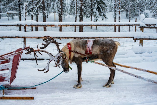Lapland'ın Büyüsü & Kuzey Işıkları Turu Thy ile Sömestre 2027 Özel Santa Claus Express, Buzkıran Gemisi ve Kutup Safarileri Dahil 4 Gece 5 Gün - fotoğraf 15