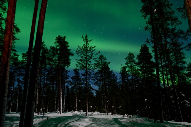 Lapland'ın Büyüsü & Kuzey Işıkları Turu Thy ile Sömestre 2027 Özel Santa Claus Express, Buzkıran Gemisi ve Kutup Safarileri Dahil 4 Gece 5 Gün - fotoğraf 4