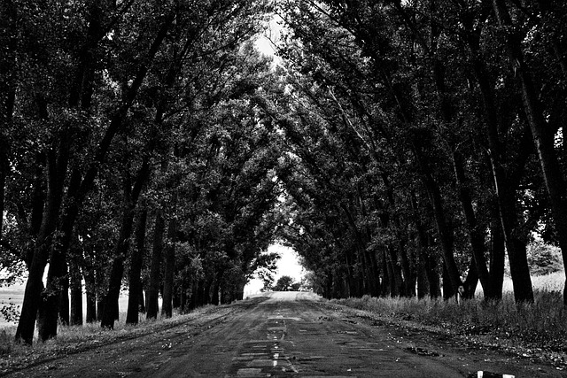 Avenue Bulvarı