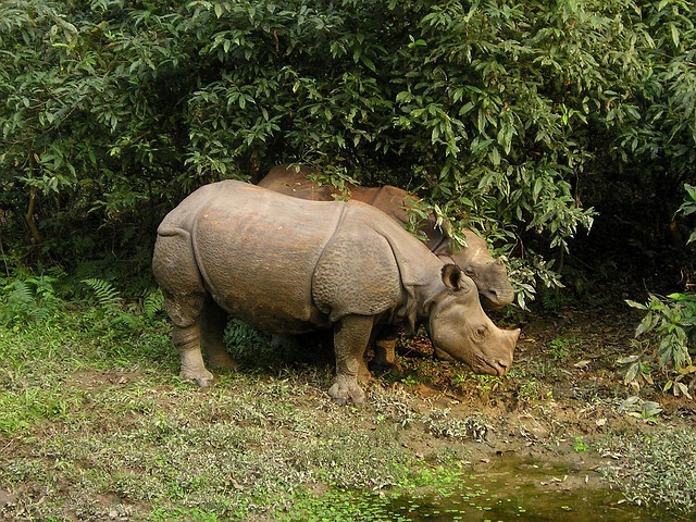 Chitwan Ulusal Parkı