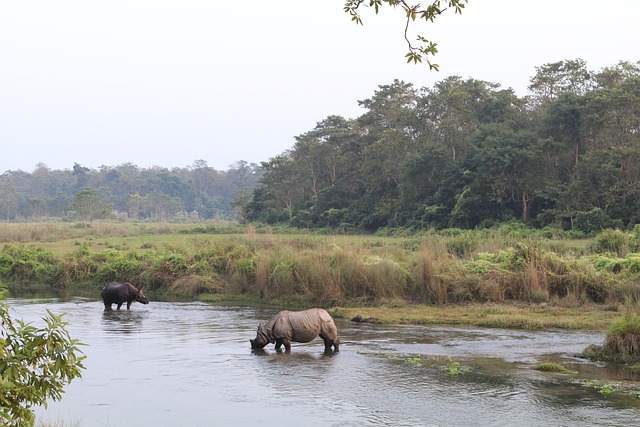 Chitwan Ulusal Parkı