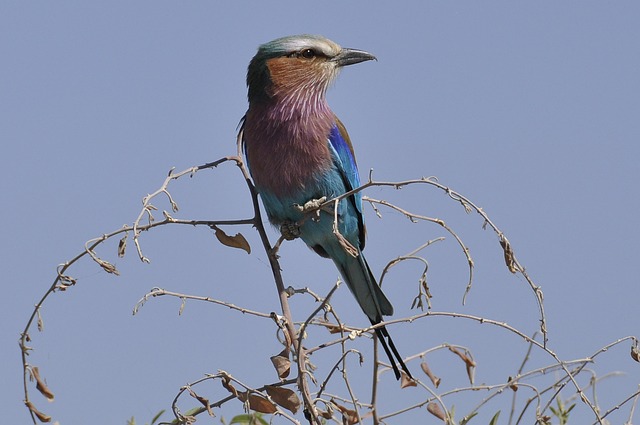 Chobe Nehri