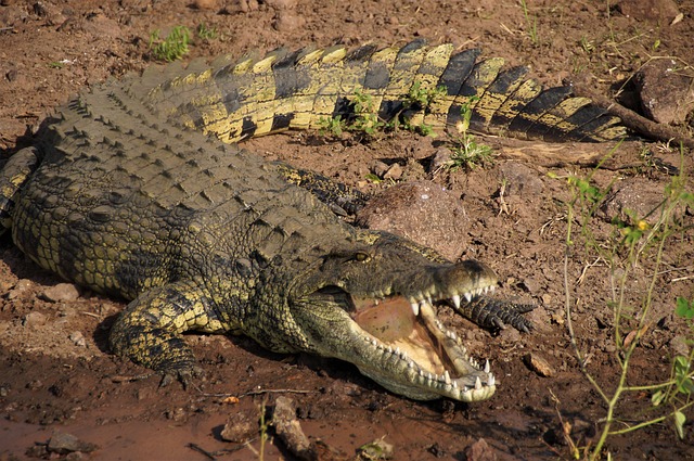 Chobe Nehri