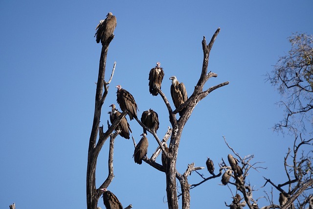 Chobe Ulusal Parkı