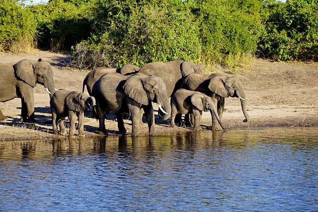 Chobe Ulusal Parkı
