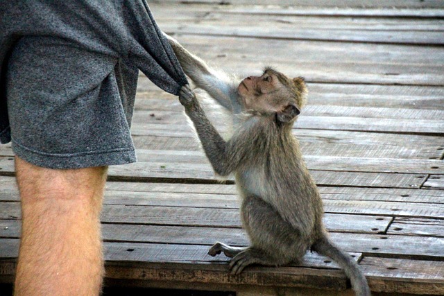 Monkey Forest
