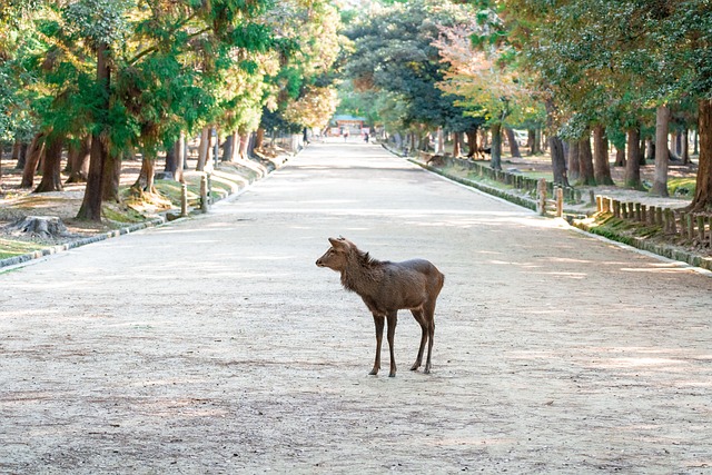 Nara Parkı