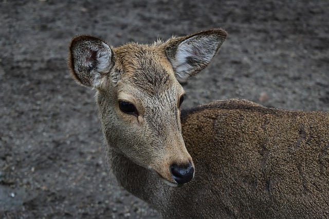 Nara Parkı