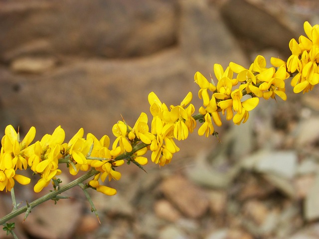 Aliağa