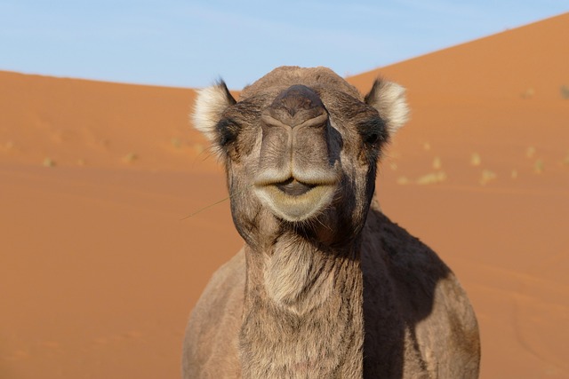 Merzouga