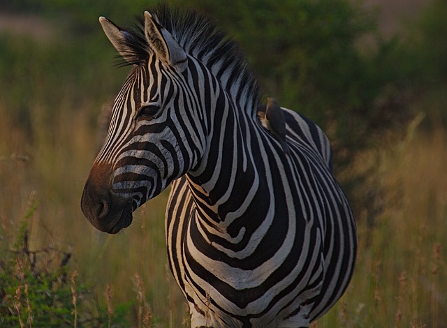 Pilanesberg