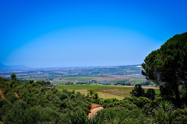 Stellenbosch Vadisi