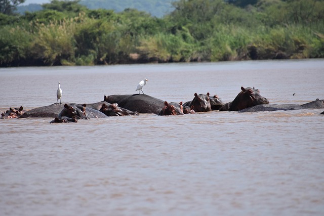 Zambezi Nehri